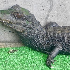 Cuvier's Dwarf Caiman (Paleosuchus palpebrosus) December 6, 2025