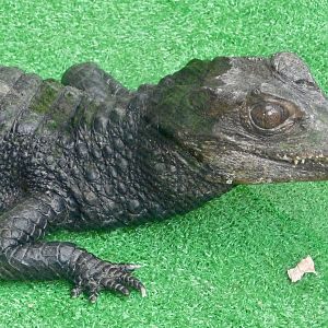 Cuvier's Dwarf Caiman (Paleosuchus palpebrosus) December 6, 2025