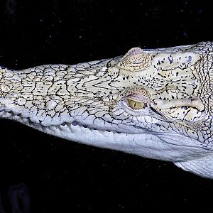 White Saltwater Crocodile (Crocodylus porosus) December 6, 2025