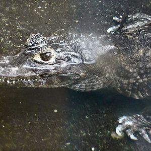 Yacare Caiman (Caiman yacare) December 6, 2025