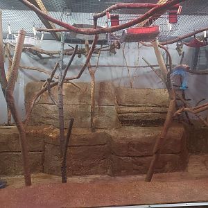 Small Mammal House - African Staw-colored Fruit Bat Exhibit (Day Lighting)