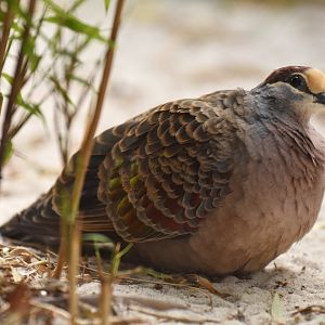 Common bronzewing Phaps chalcoptera