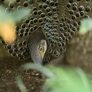 Grey peacock-pheasant Polyplectron bicalcaratum