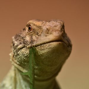Iraqi Spiny-tailed Lizard Saara loricata