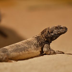 Common chuckwalla Sauromalus ater