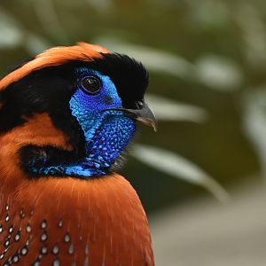 Temminck's tragopan Tragopan temminckii