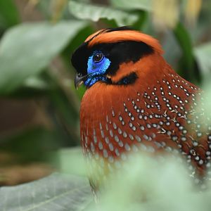 Temminck's tragopan Tragopan temminckii