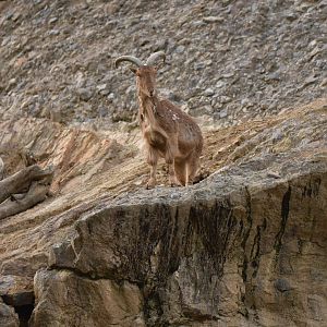 Aoudad Ammotragus lervia