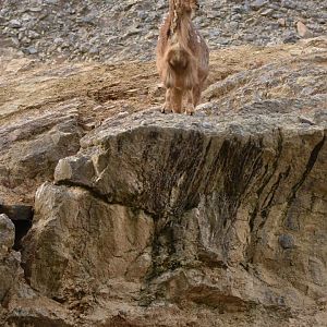 Aoudad Ammotragus lervia