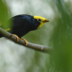 Golden-crested myna Ampeliceps coronatus