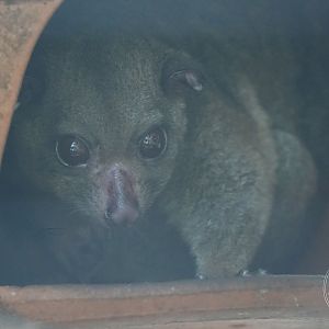 Cuscus ID?
