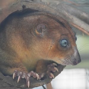 Blue-eyed cuscus (Phalanger matabiru)