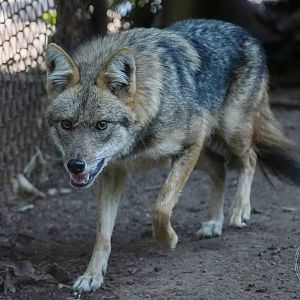 Golden jackal (Canis aureus)