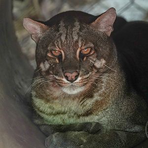 Asian golden cat (Catopuma temminckii)