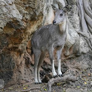 Goral (Naemorhedus sp.)