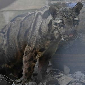 Clouded leopard (Neofelis nebulosa)