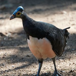 Maleo (Macrocephalon maleo)