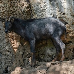 Indochinese serow (Capricornis milneedwardsii maritimus)