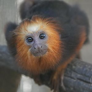 Golden-headed lion tamarin (Leontopithecus chrysomelas)