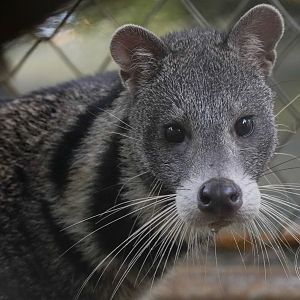 Large-spotted civet (Viverra megaspila)