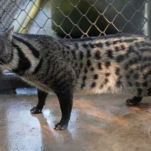 Large-spotted civet (Viverra megaspila)