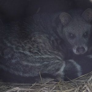 Large Indian civet (Viverra zibetha)
