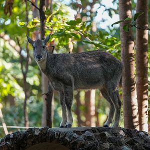 Goral (Naemorhedus sp.)