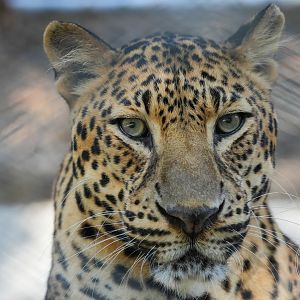 Leopard (Panthera pardus)