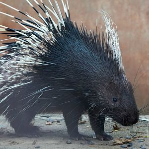 Malayan porcupine (Hystrix brachyura