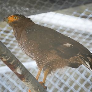 Crested serpent eagle (Spilornis cheela)