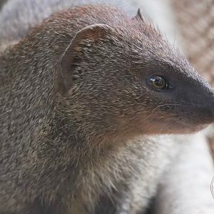Javan mongoose (Urva javanica)