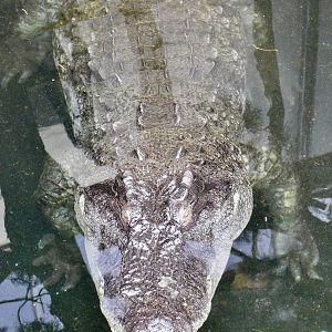 Saltwater Crocodile X Siamese Crocodile Hybrid (C. porosus X C. siamensis) December 6, 2025