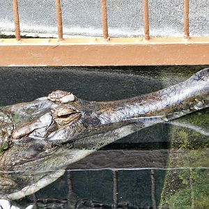 Sunda Gharial (Tomistoma schlegelii) December 6, 2025