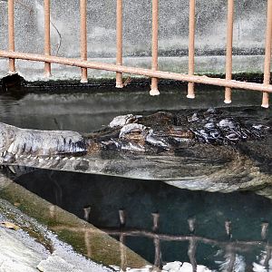 Sunda Gharial (Tomistoma schlegelii) December 6, 2025