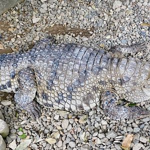 Fat Nile Crocodile (Crocodylus niloticus) December 6, 2025