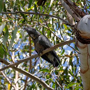 Gang Gang Cockatoo (female)