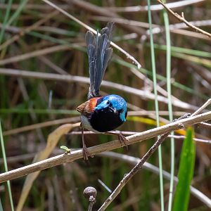 Variegated Fairy-wren
