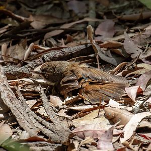 White-browed Scrubwren sunbathing