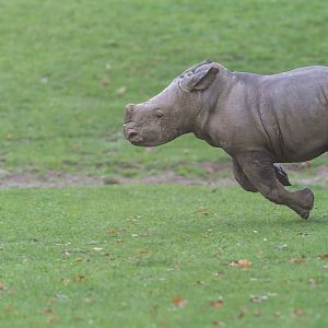 Southern White Rhino calf, CWP, UK