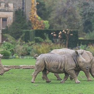 Southern White Rhinos, CWP, UK