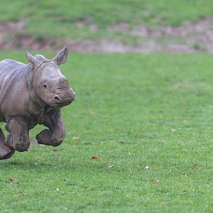 Southern White Rhino calf, CWP, UK