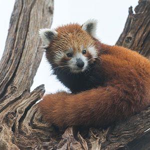 Red Panda, CWP, UK