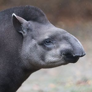 Brazilian Tapir, CWP, UK