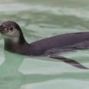Humboldt Penguin juvenile, CWP, UK