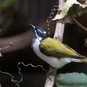Blue faced Honey Eater, CWP, UK