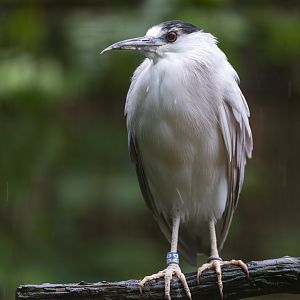 Black Crowned Night Heron, CWP, UK
