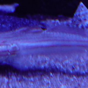 Valenciennea sp, Sentosa Oceanarium