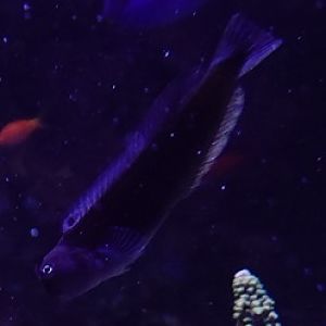 Ecsenius sp, Sentosa Oceanium