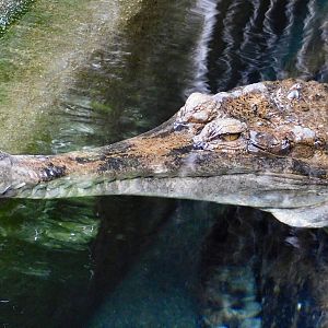 Sunda Gharial (Tomistoma schlegelii) December 6, 2025