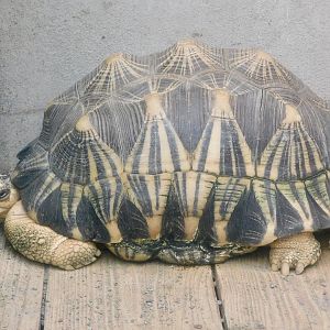 Radiated Tortoise (Astrochelys radiata) December 6, 2025